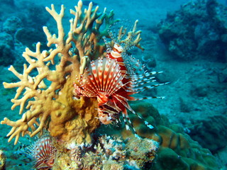 Underwater inhabitants of the South-Chinese sea, scorpionfish