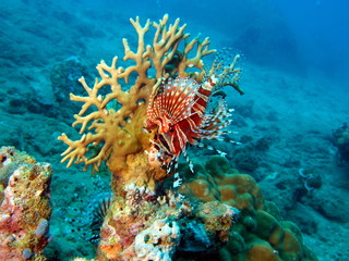 Naklejka na ściany i meble Underwater inhabitants of the South-Chinese sea, scorpionfish
