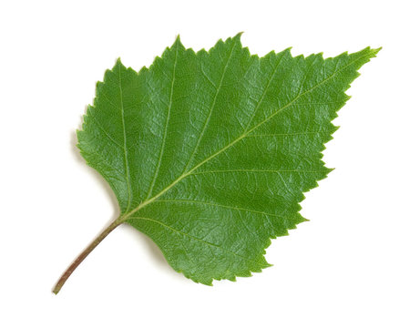 birch leaf on a white background