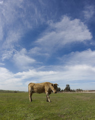 brown cow