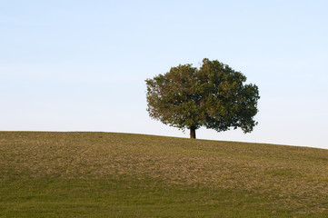 Lonely tree