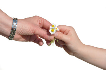 Child gives self picked flowers to mother (isolated on white)