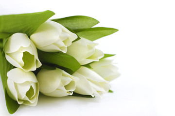 White tulips closeup