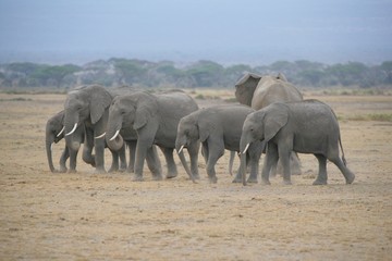 Stado słoni © marekm