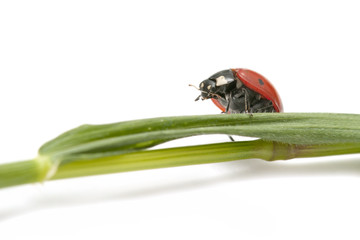 Ladybug on white background