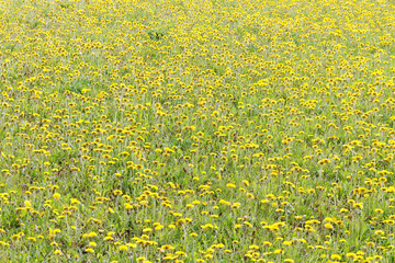 Dandelions.