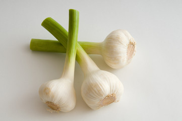 Knoblauch - Würz- und Heilpflanze © IrisArt