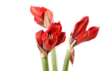 Obraz premium red amaryllis flowers