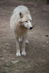 Arctic Wolf (Canis lupus arctos) aka Polar Wolf or White Wolf -