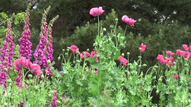 Jardin fleuri dans le vent