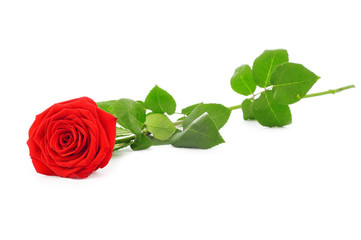 red rose isolated on white