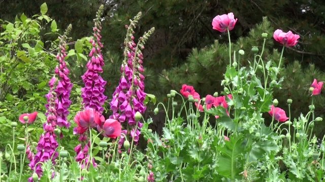 Jardin de fleurs roses dans le vent
