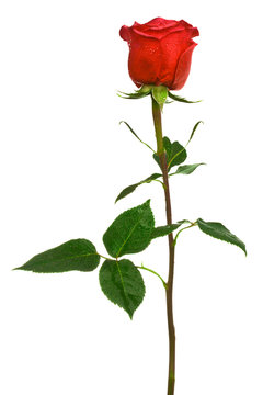 scarlet rose