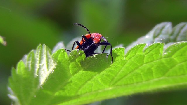 Rotk&ouml;pfige Feuerk&auml;fer - Pyrochroa serraticornis