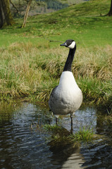 Canada Goose