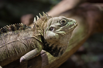 Obraz premium iguana