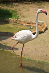 Beautiful Flamingo