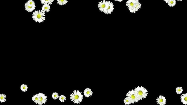 daisy garden