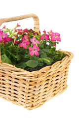 Fototapeta na wymiar Basket flowers