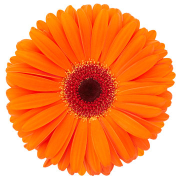 Orange gerber flower with clipping path