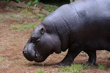Pygmy hippo walking