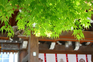 神社の新緑のもみじ