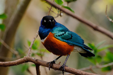 Superb starling in tree