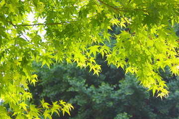 新緑のもみじ