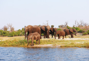Naklejka na ściany i meble Duże stado słoni afrykańskich