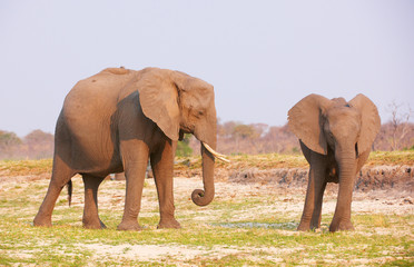 Large African elephants