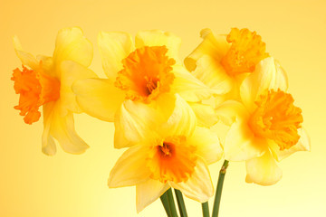 Yellow daffodils  on yellow background