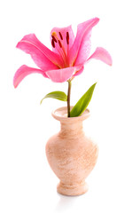 Lily flower on white background