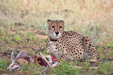 cheetah feeding