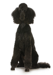 standard poodle