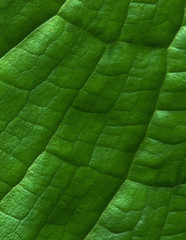 Leaf
