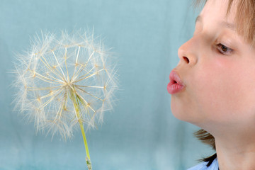 Profil d'enfant soufflant un pissenlit (taraxacum) © Patricia W.