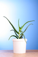 Aloe vera on blue background