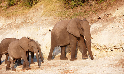 Fototapeta premium Large herd of African elephants