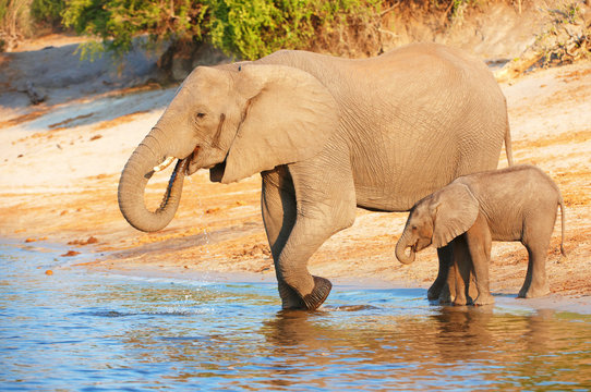 Fototapeta Large herd of African elephants