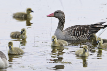 Graugans Jungtiere
