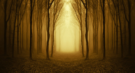 chemin à travers une forêt dorée au lever du soleil