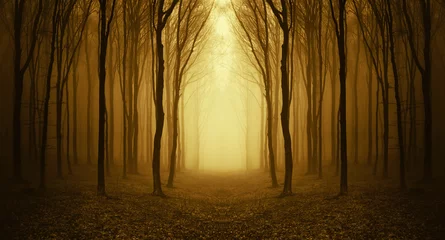 Vlies Fototapete Sammlungen Weg durch einen goldenen Wald bei Sonnenaufgang