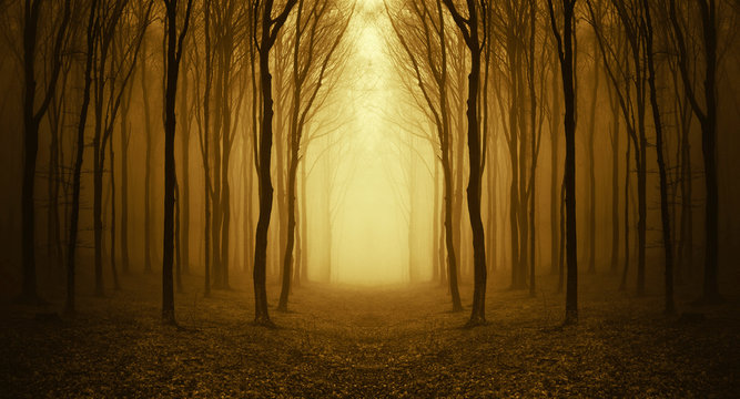 Fototapeta path through a golden forest at sunrise
