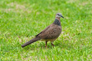 spotted dove