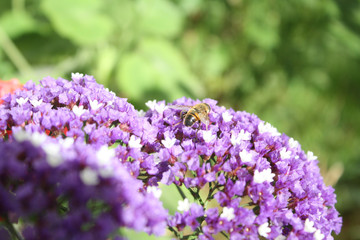 Bee on a flower