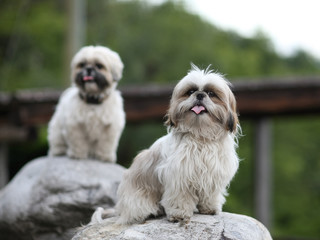 Cute funny shih tzu breed dog outdoors barking