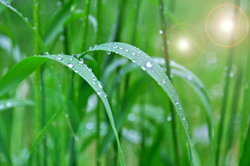 Impressions of Nature