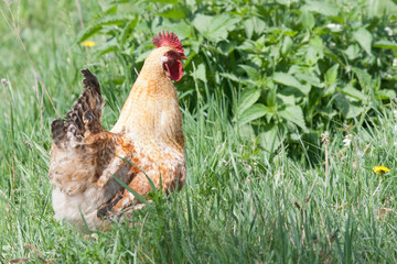 Rooster on the walk