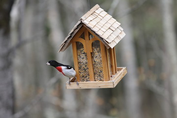 Cardinal à poitrine rose