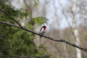Cardinal à poitrine rose